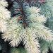 Detailed shot of blue spruce branches showcasing the intricate texture of evergreen needles.