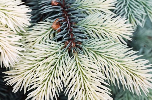 Detailed shot of blue spruce branches showcasing the intricate texture of evergreen needles.