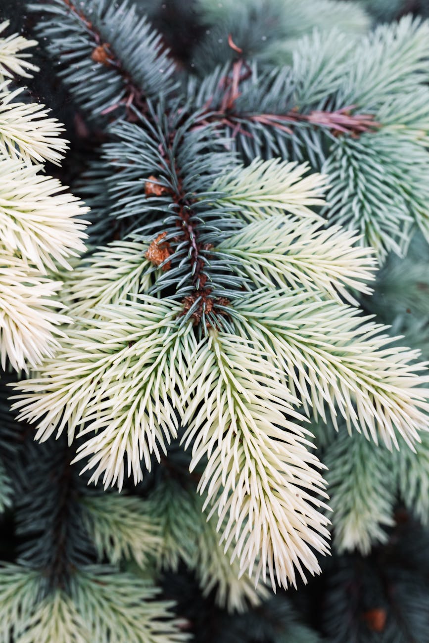 Detailed shot of blue spruce branches showcasing the intricate texture of evergreen needles.