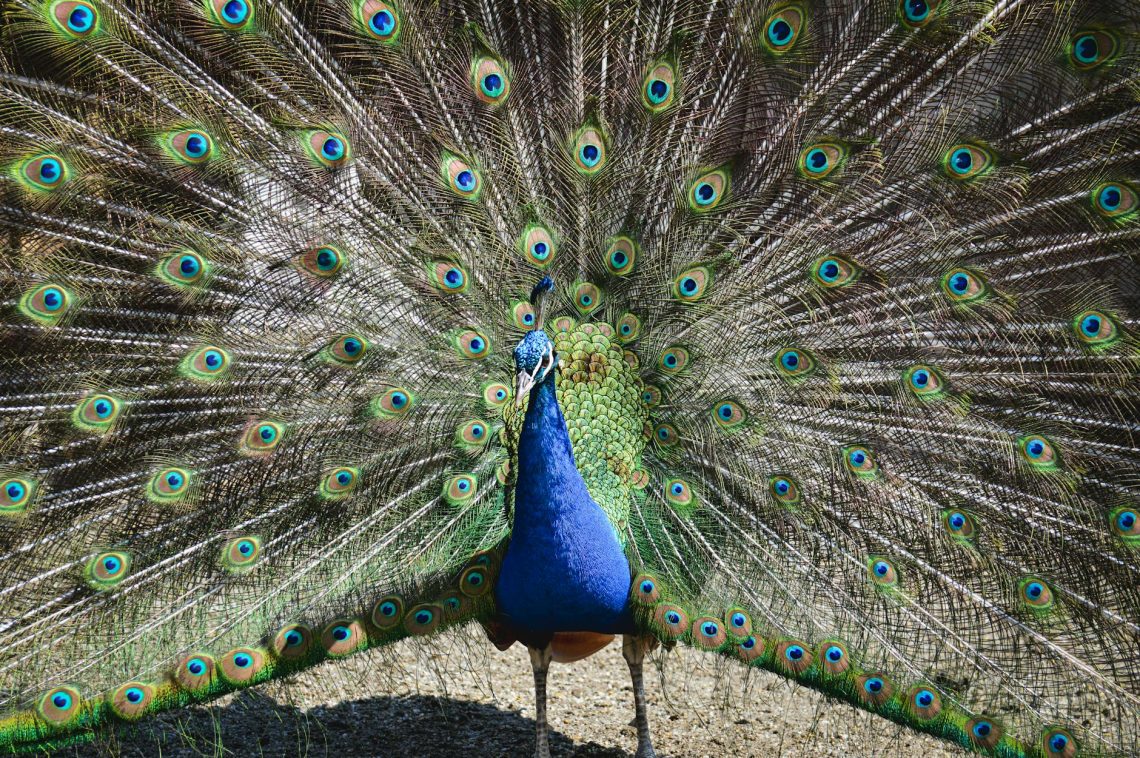 Close-up of a peacock showcasing its vibrant, colorful plumage in a majestic display.