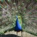Close-up of a peacock showcasing its vibrant, colorful plumage in a majestic display.