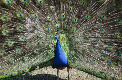 Close-up of a peacock showcasing its vibrant, colorful plumage in a majestic display.