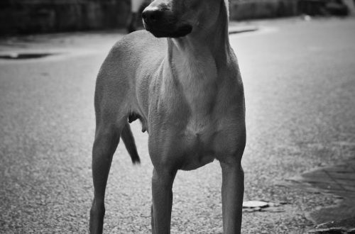 Black-and-white photo of a dog standing on a street in Vietnam, capturing a candid moment.