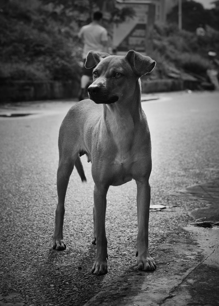 Black-and-white photo of a dog standing on a street in Vietnam, capturing a candid moment.