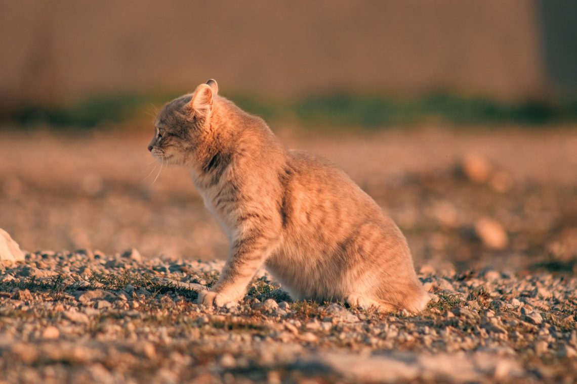 A cute kitten basking in the warmth of a sunset, casting an idyllic countryside scene.