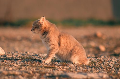 A cute kitten basking in the warmth of a sunset, casting an idyllic countryside scene.